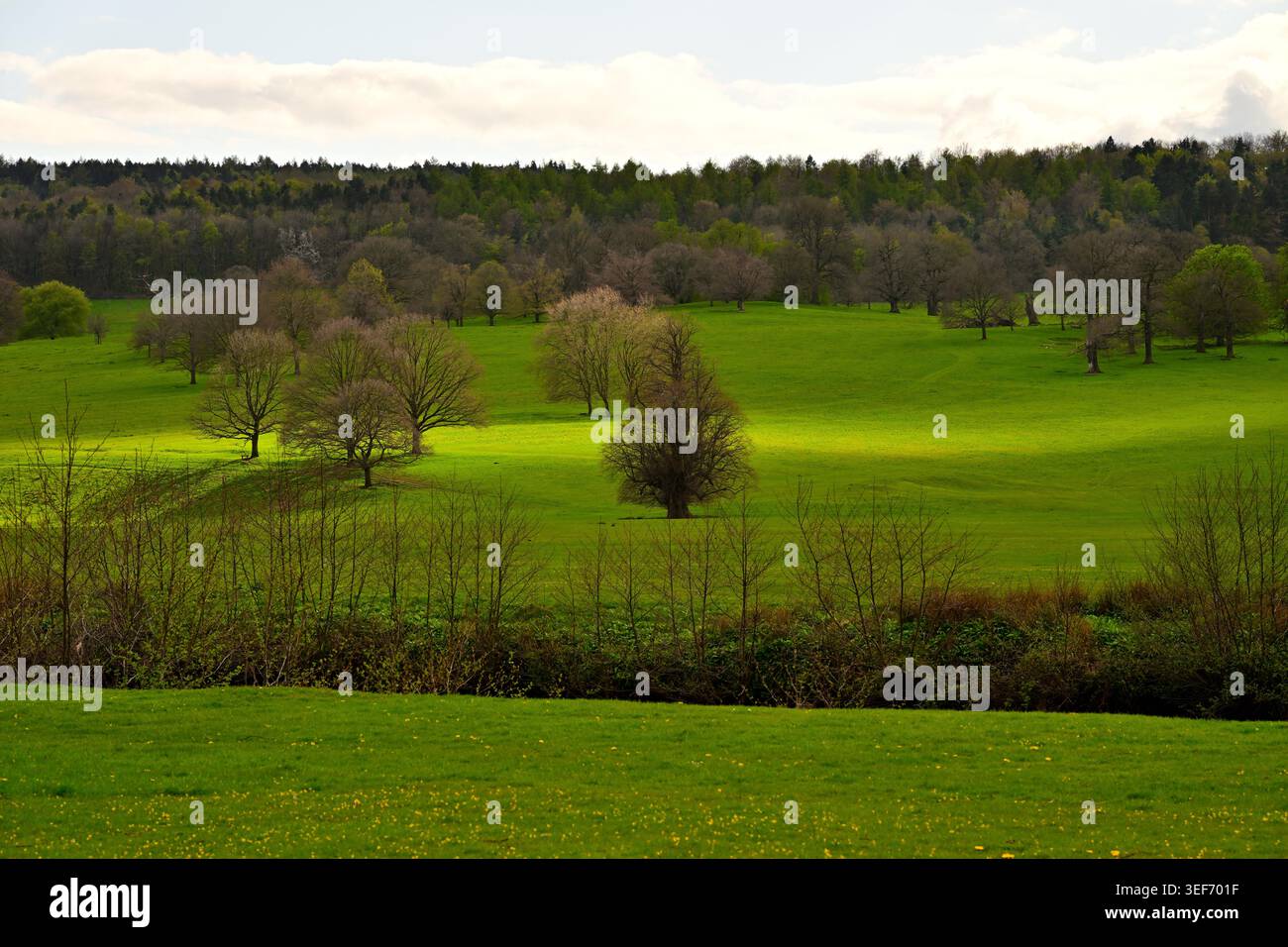 Colline verdi illuminate dal sole con alberi sparsi sotto un cielo parzialmente nuvoloso Foto Stock