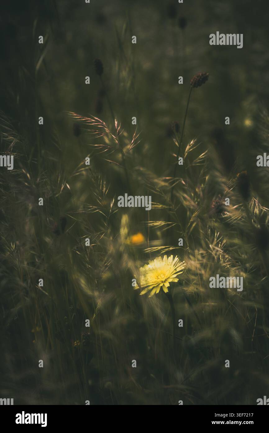 Regali della natura in primavera. Foto Stock
