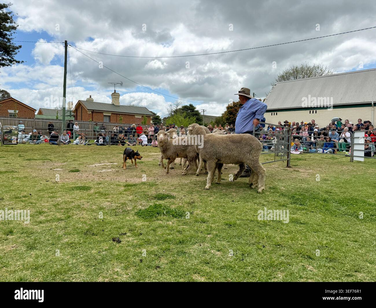 Dimostrazione di un cane kelpie che litiga con una mandria di pecore. Al Woolfest annuale delle pecore a Boorowa, nuovo Galles del Sud, Australia. Foto Stock