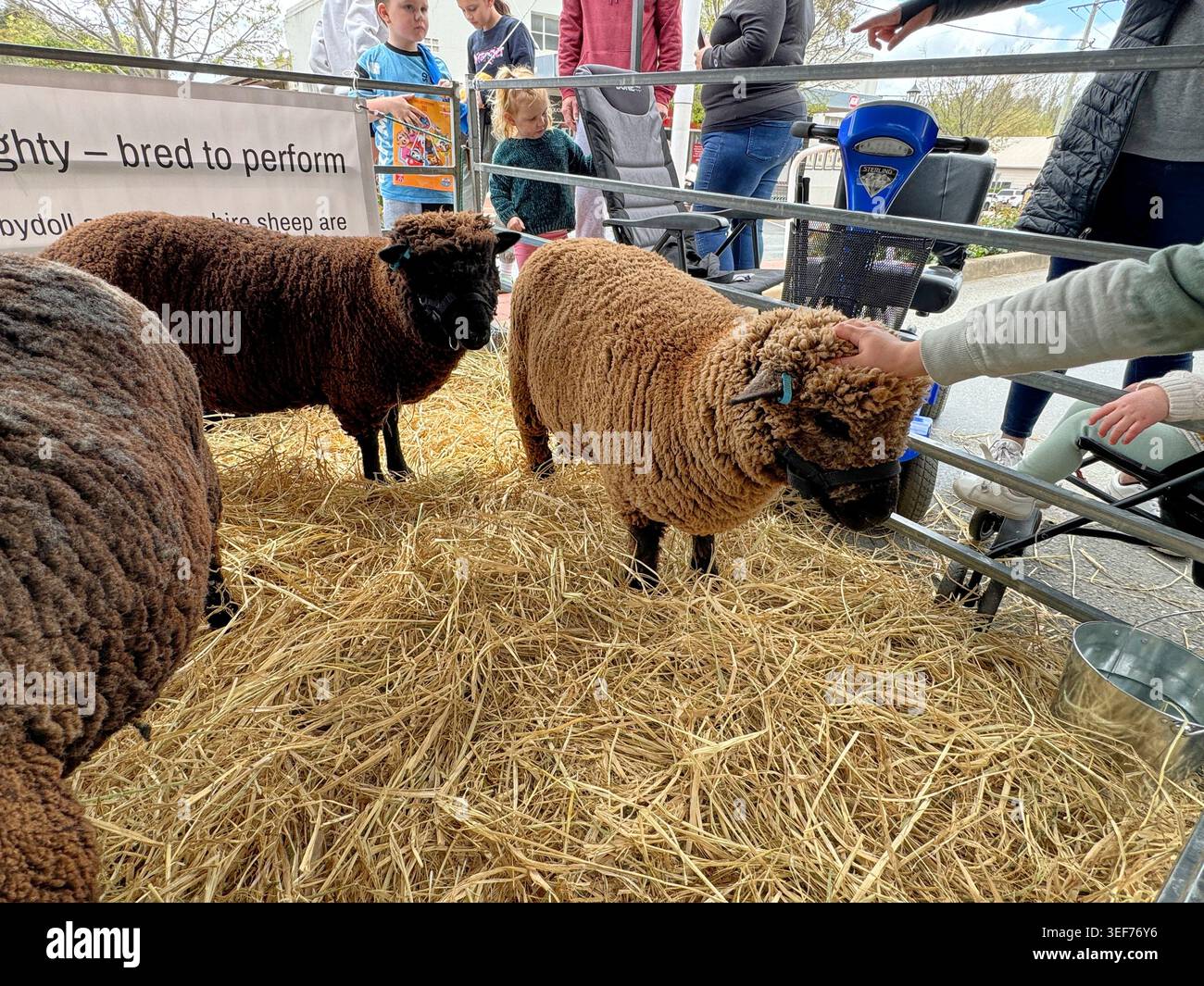 Penna per accarezzare piccole ed esotiche razze marroni di graziose e adorabili pecore. Al Woolfest annuale delle pecore a Boorowa, nuovo Galles del Sud, Australia. Foto Stock