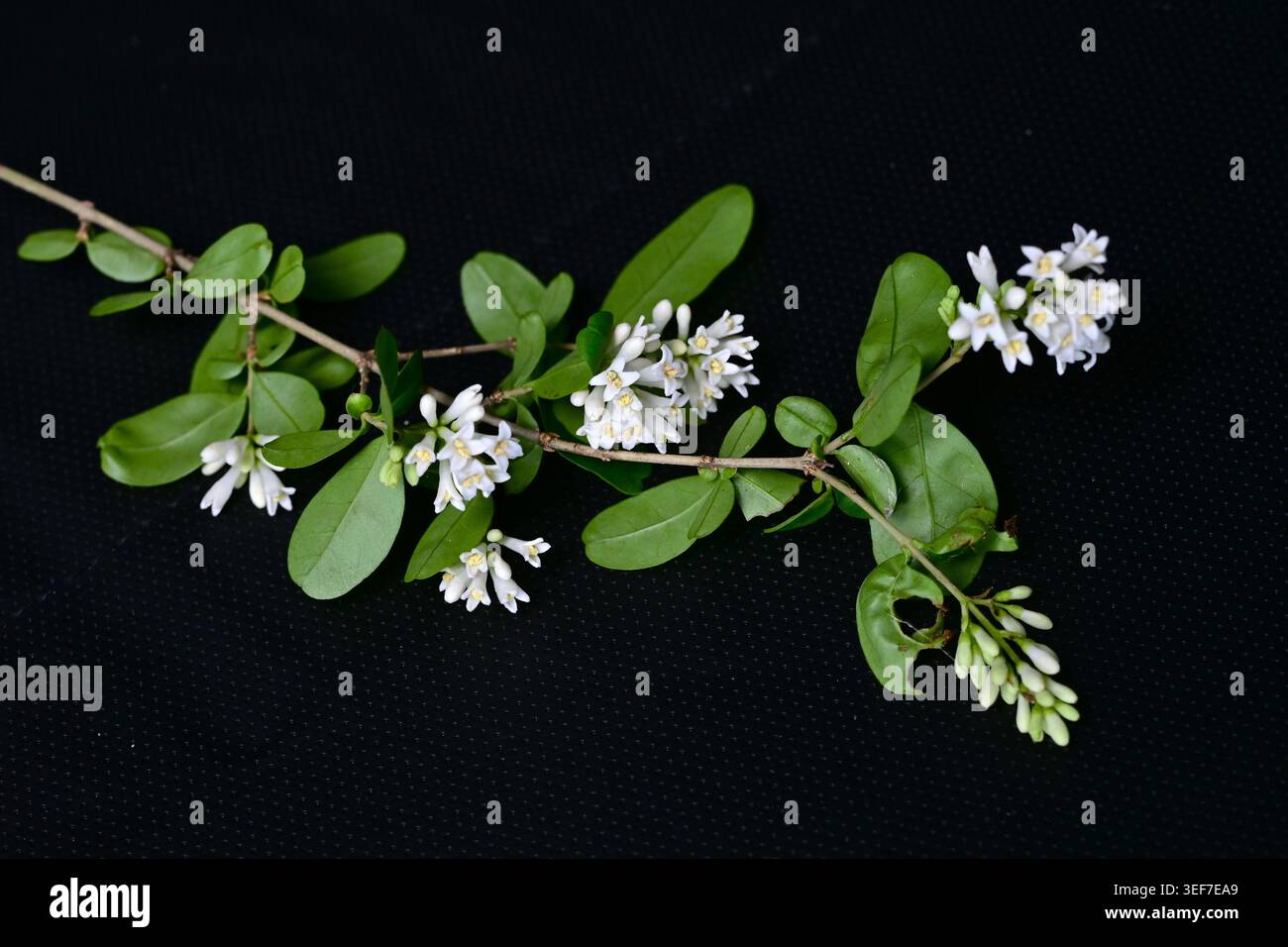 Fiori di privet giapponese (Ligustrum obtusifolium). Arbusto deciduo delle Oleaceae. Fiori profumati a forma di imbuto fioriscono all'inizio dell'estate. Foto Stock