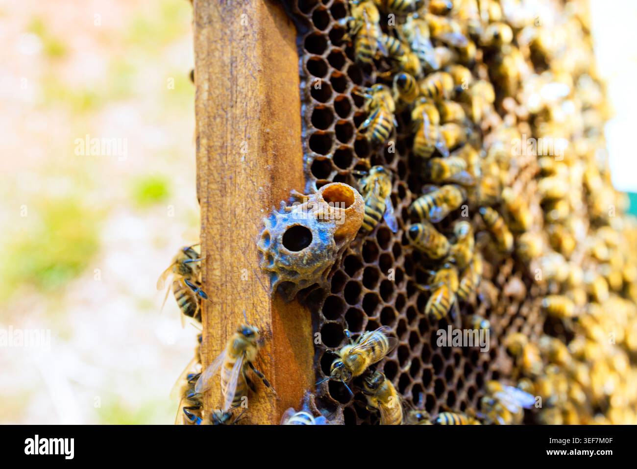 Le api sono occupate intorno alla struttura a nido d'ape all'interno dell'alveare che cresce nuova regina nella cella regina Foto Stock