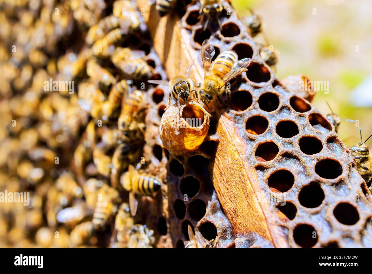 Le api sono impegnate a lavorare a nido d'ape nell'alveare sotto la luce del sole, raccogliendo polline di nettare in giardino. Foto Stock