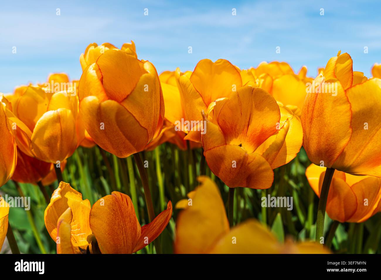 Vista ravvicinata dei vibranti tulipani gialli che sbocciano in un campo dei Paesi Bassi illuminato dal sole in una giornata limpida Foto Stock