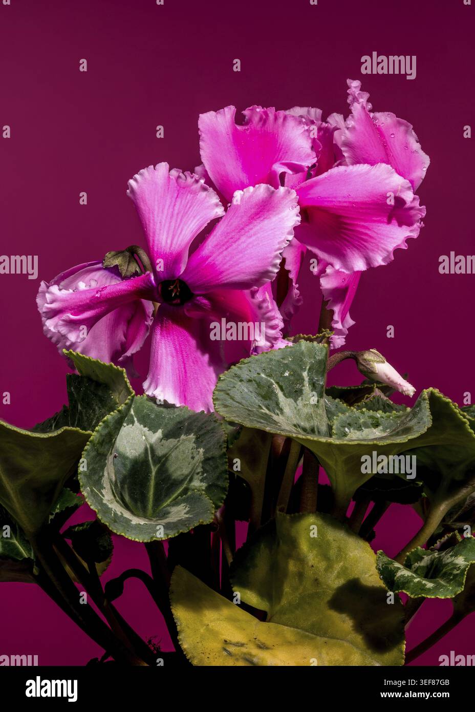 Una splendida pianta ciclaminaria rosa che mostra fiori delicati e foglie a forma di cuore, adagiata su un vivace sfondo magenta coordinato per un bo Foto Stock