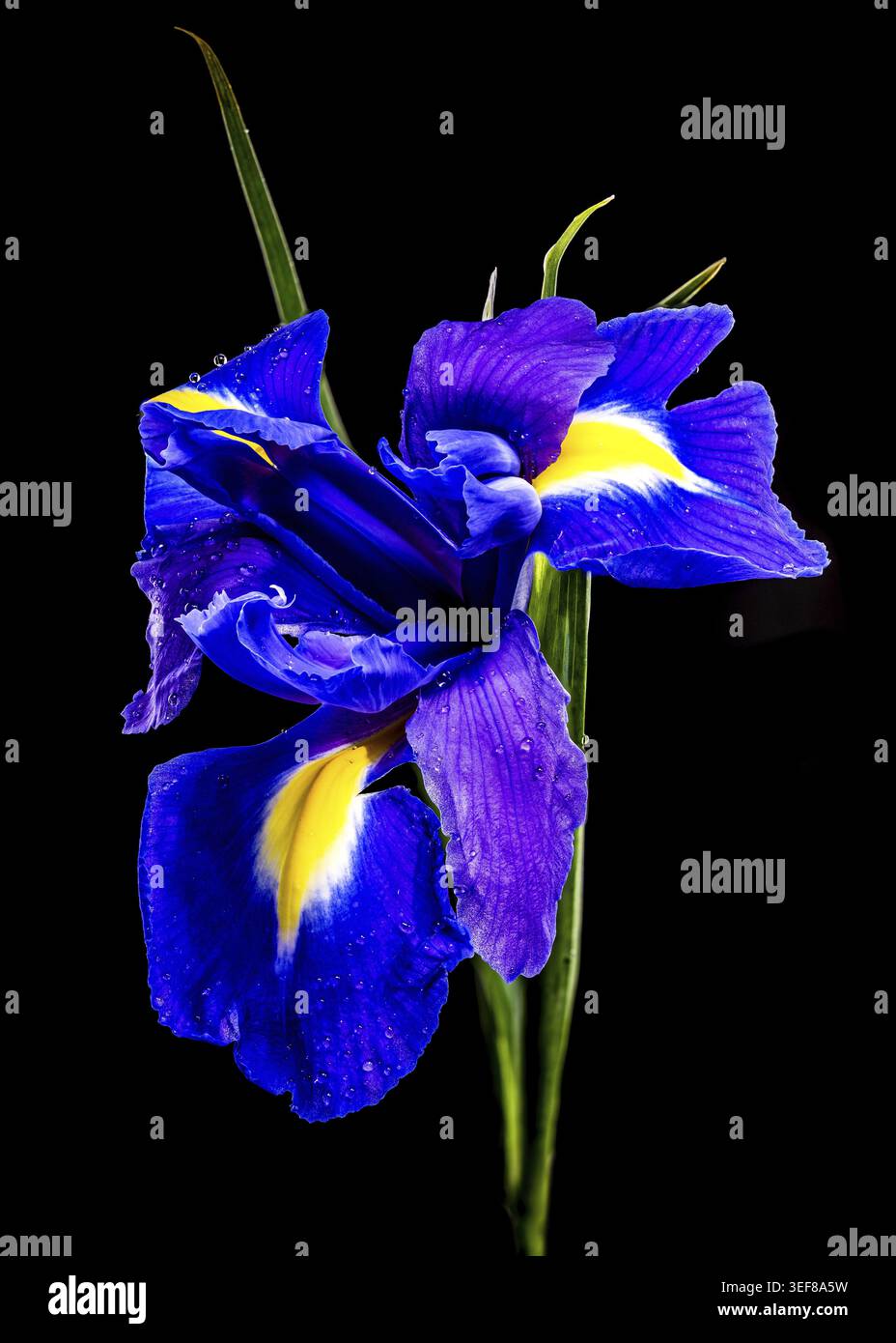 Primo piano di un Iris olandese in fiore con accenti gialli luminosi e rugiada mattutina. Questo elegante macro floreale è isolato contro un solido ba nero Foto Stock