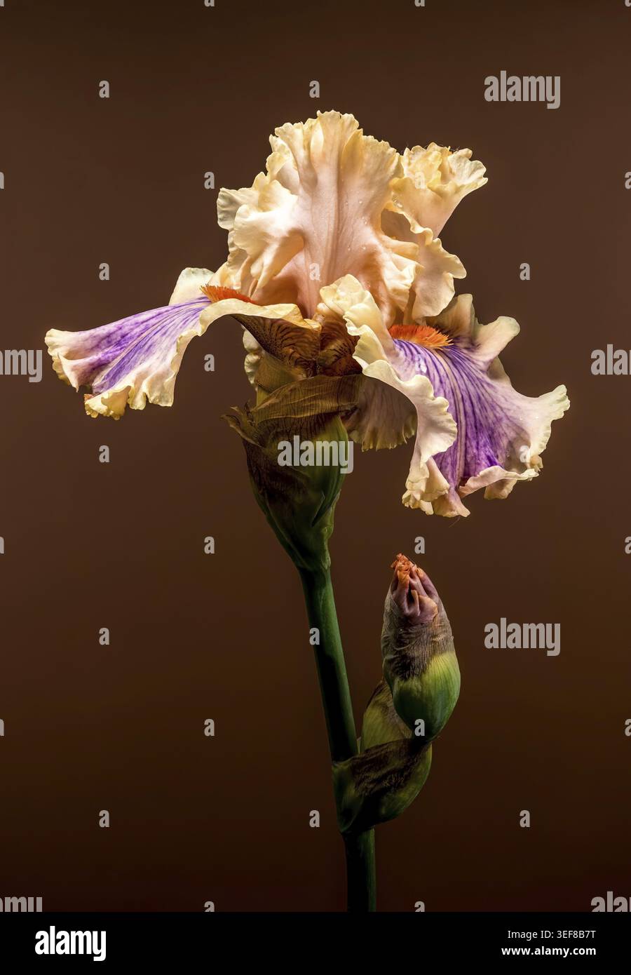 Un aggraziato Iris barbuto in fiore, che mostra pesca e petali viola, con un bocciolo chiuso accanto, adagiato su un caldo sfondo marrone Foto Stock