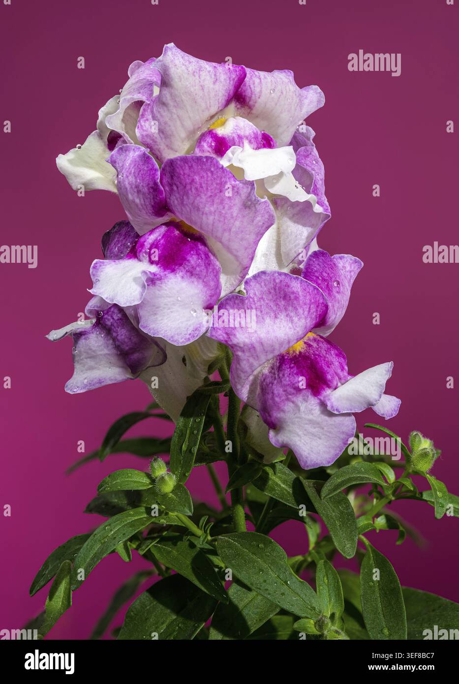 Un gruppo di delicati fiori di snapdragon rosa e bianco si staglia su un ricco sfondo magenta, evidenziandone la forma e la consistenza uniche Foto Stock