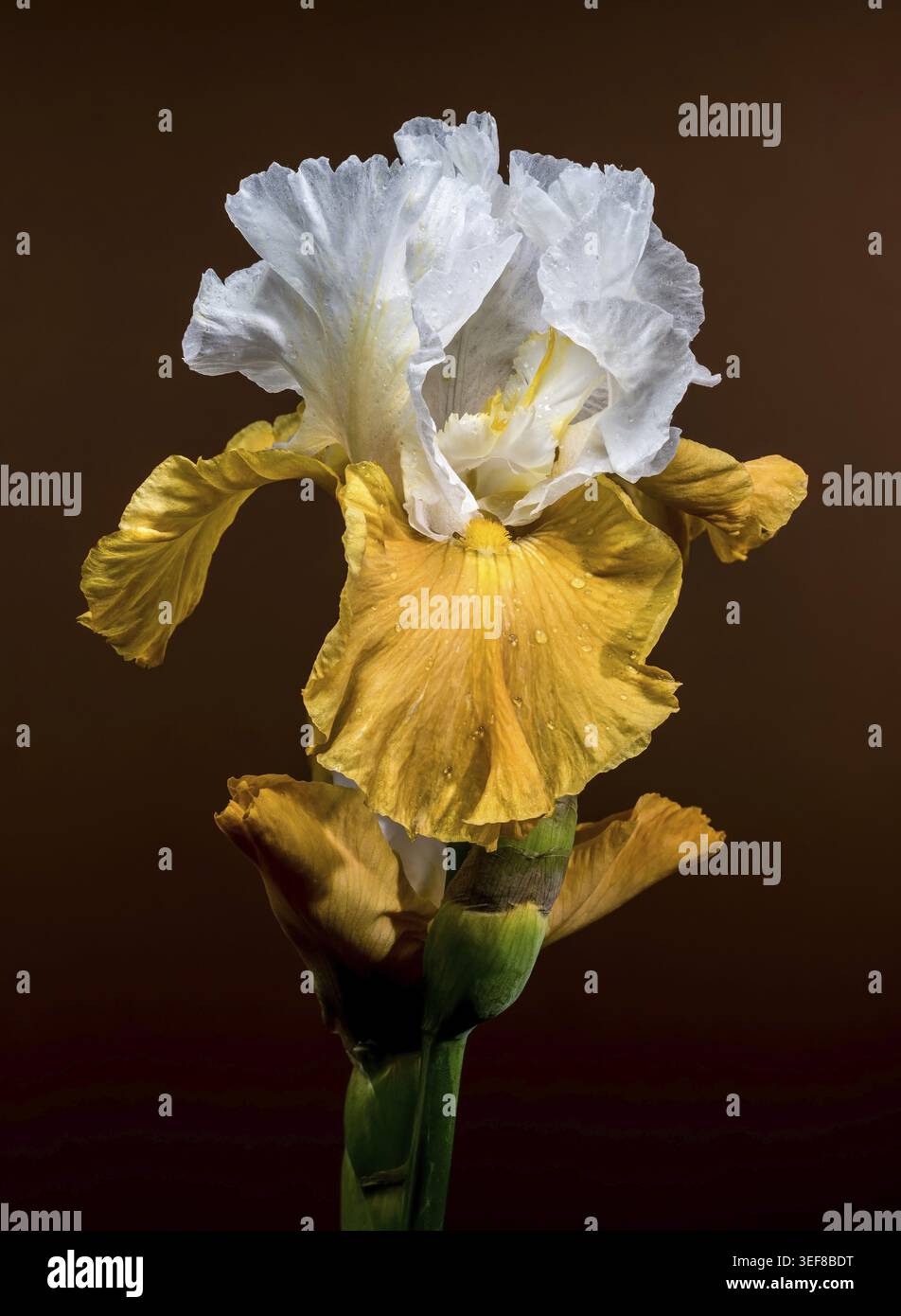 Uno scatto ravvicinato con due eleganti fiori di Iris con barba bianca e gialla, i loro intricati petali esposti su un caldo sfondo marrone Foto Stock