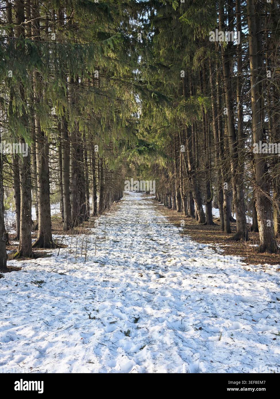 Un sentiero conduce attraverso una foresta primaverile. Alberi alti fiancheggiano la strada. Un leggero strato di neve copre il terreno. La luce del sole splende attraverso i rami. Foto Stock
