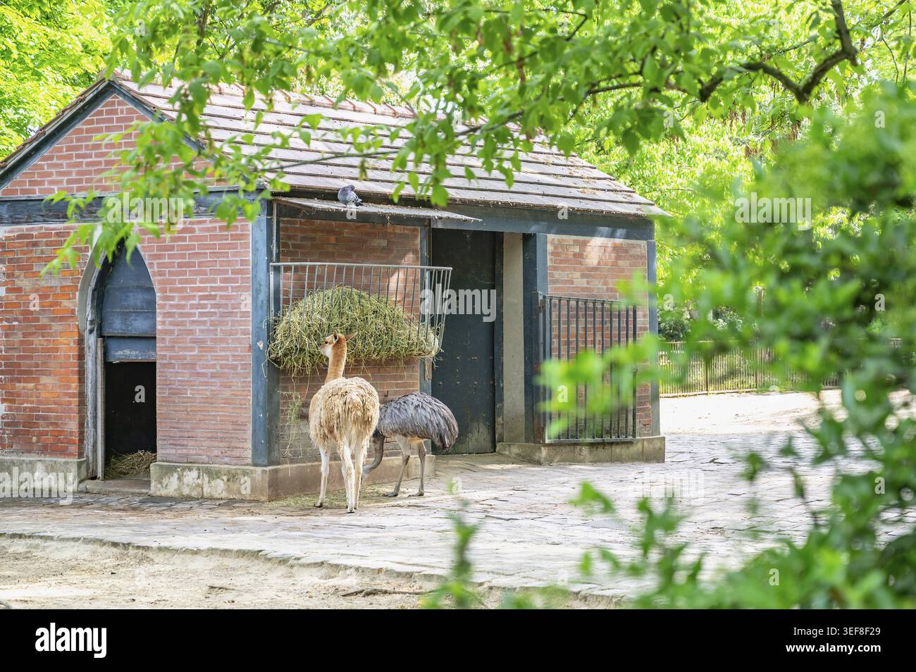 Una vicuna e un'emu si trovano insieme in un chiosco di cibo di fronte a uno storico edificio in mattoni con un ingresso ogivale nella Menagerie du Jardin des Plantes Foto Stock