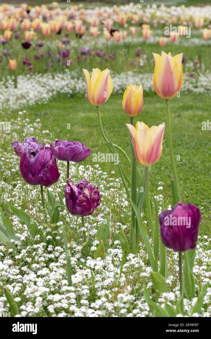 Numerosi tulipani rossi e gialli, tra cui tulipani rastremati e tulipani classici di Triumph, fioriscono in un denso letto durante la Fete de la Tulipe i. Foto Stock