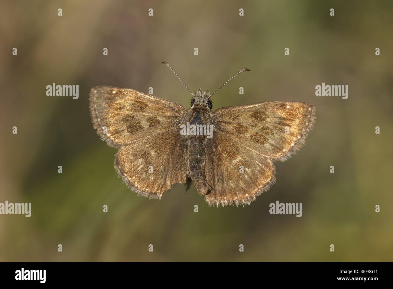 Erynnis Tages, Dunkler Dickkopffalter, Leguminosen-Dickkopffalter, Kronwicken-Dickkopffalter - Erynnis Tages, noto come skipper Dingy Foto Stock