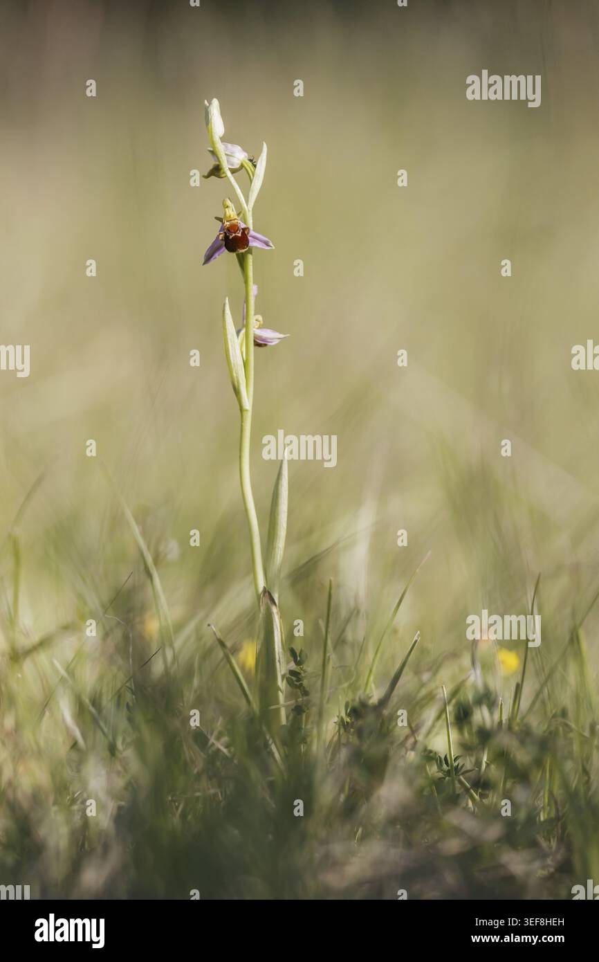 Ophrys apifera, Bienen-Ragwurz, Bienenenragwurz, Bienen-Orchis, Bienenstaendel, Bienenenstendel - Ophrys apifera, nota come orchidea di api Foto Stock