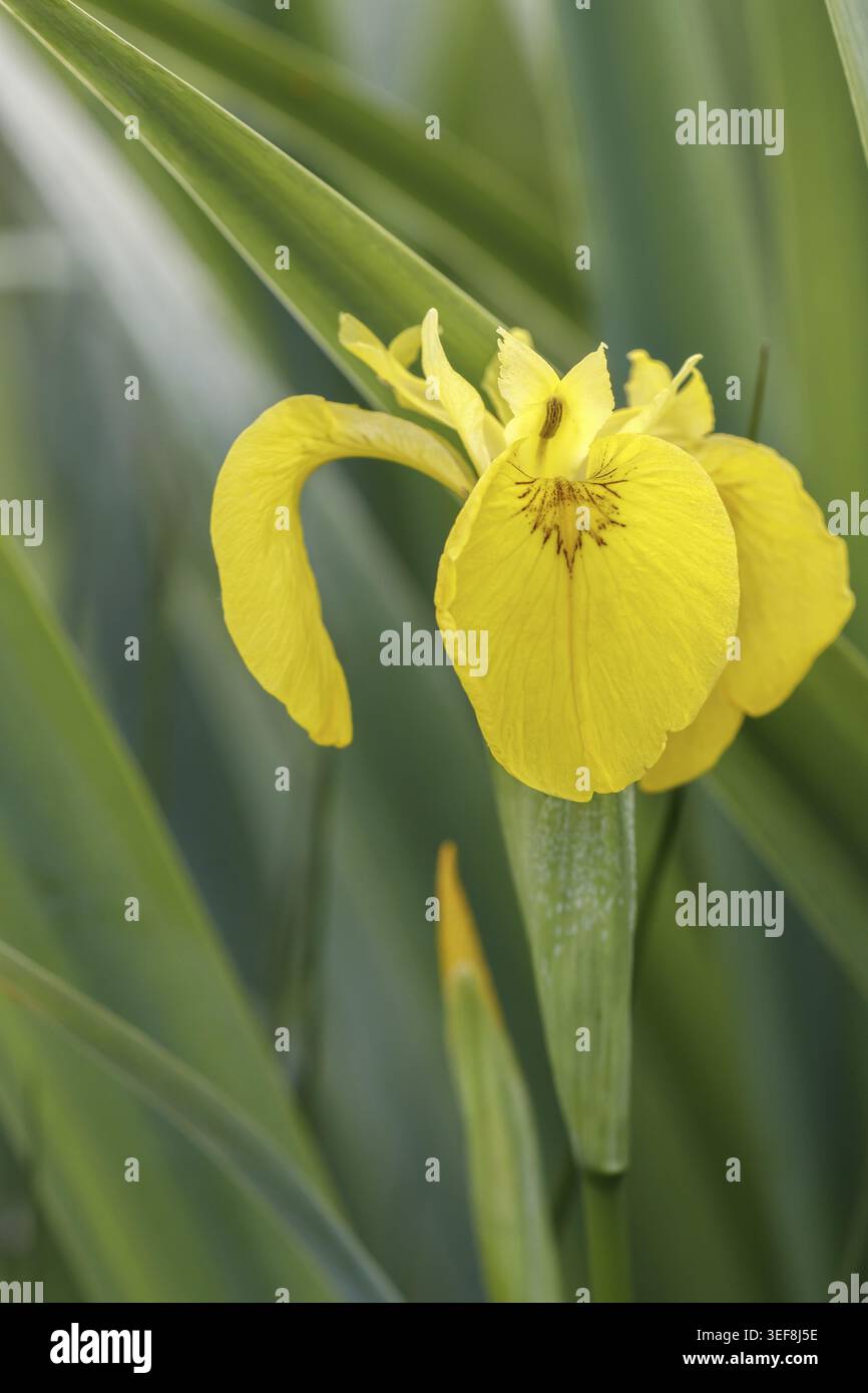 Iris pseudacorus, Sumpf-Schwertlilie (Gelbe Schwertlilie, Wasser-Schwertlilie) - Iris pseudacorus, nota come bandiera gialla, bandiera gialla, bandiera dell'acqua, Foto Stock