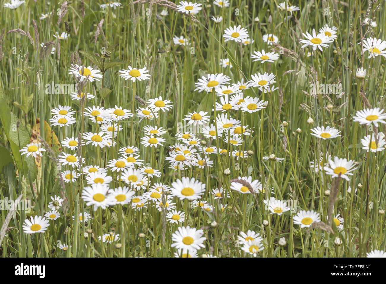 Leucanthemum vulgare, Magerwiesen-Margerite, Wiesen-Margerite, Wiesen-Wucherblume, Margerite, (Margeritenwiese im mai) - Leucanthemum vulgare, conosciuto a Foto Stock