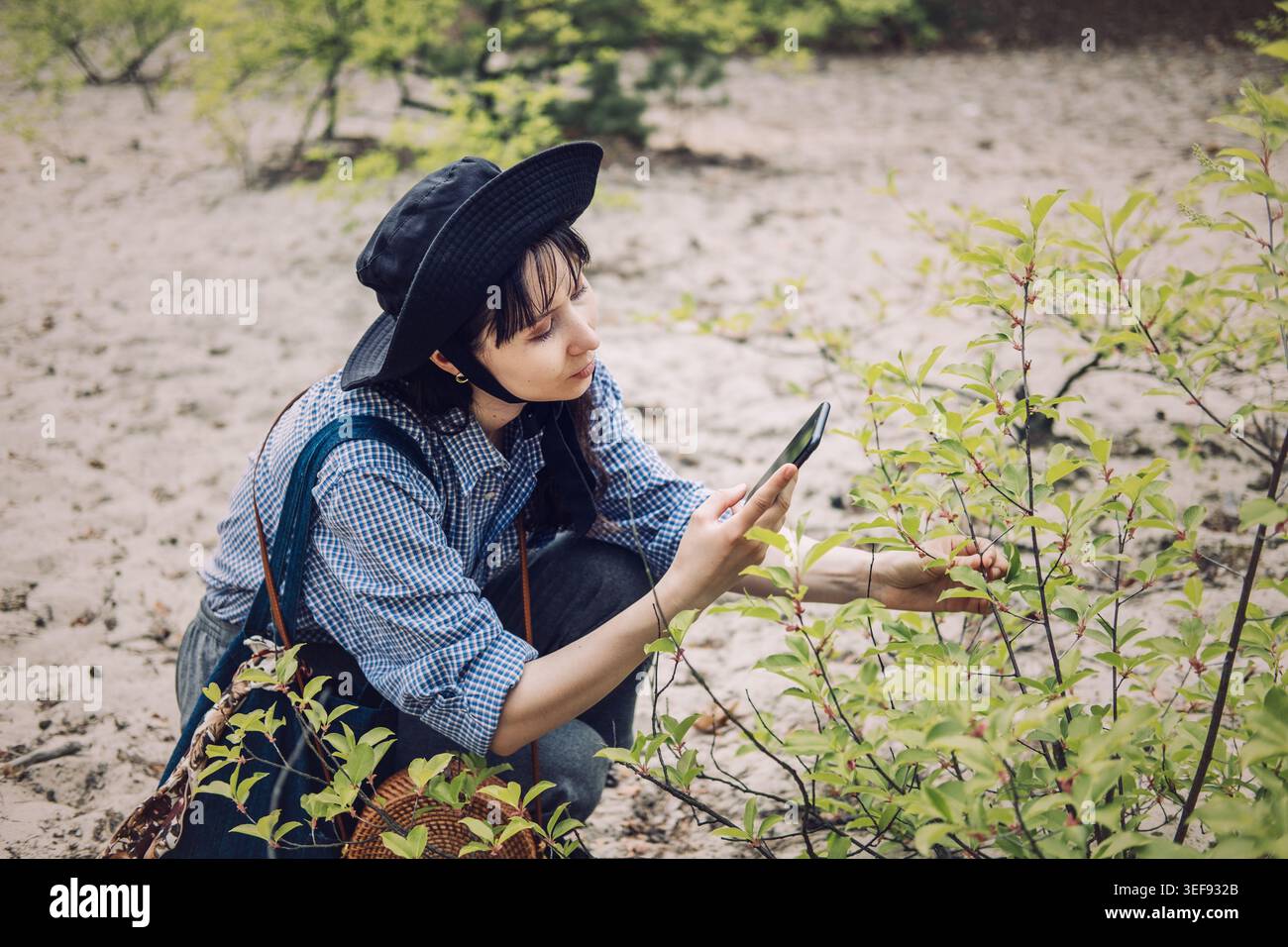 Donna accovacciata mentre esamina la pianta con smartphone in un'area boschiva sabbiosa. Utilizzo della tecnologia per l'istruzione, condivisione della natura in tempo reale, mobile Foto Stock