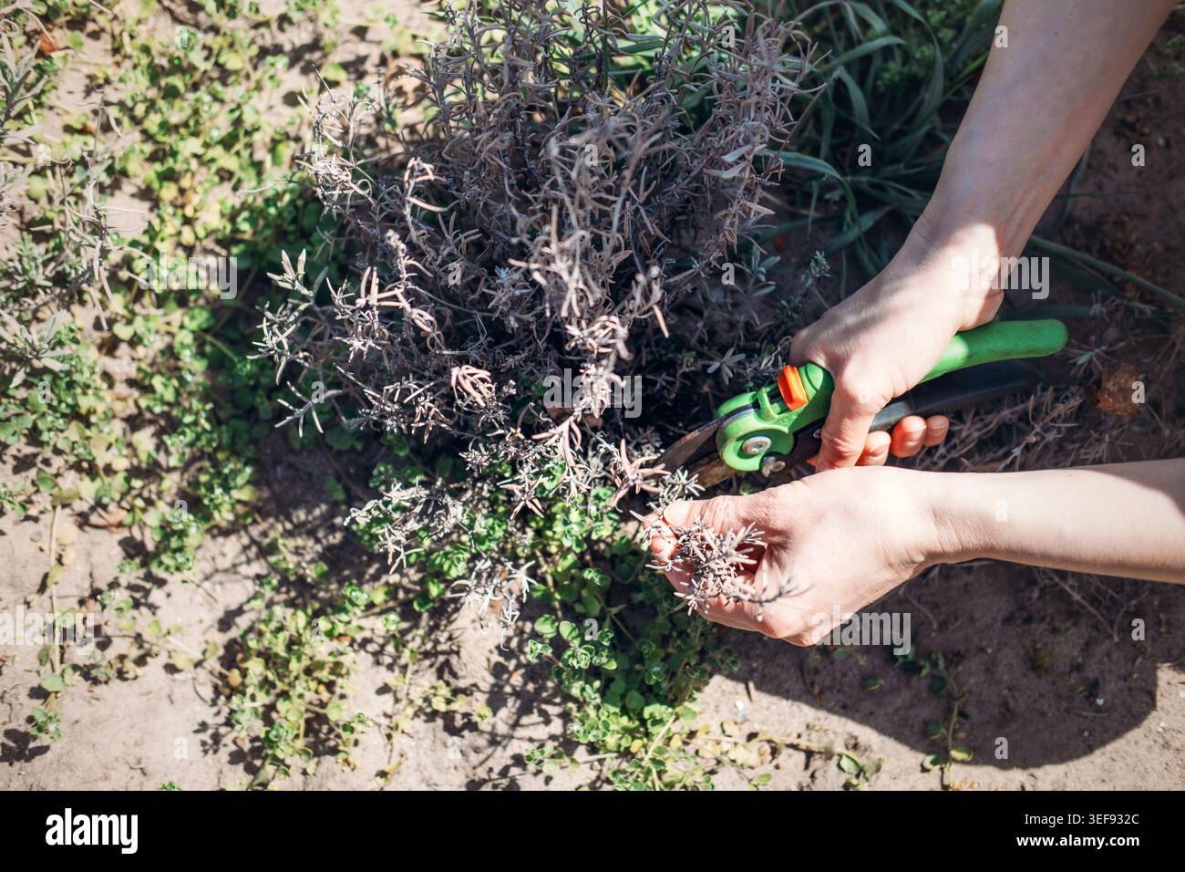 Le mani usano le cesoie da giardino per rifinire il cespuglio di lavanda nel giardino soleggiato. Potatura della lavanda secca, potatura della lavanda in primavera, come potare la lavanda, cura delle piante. Foto Stock