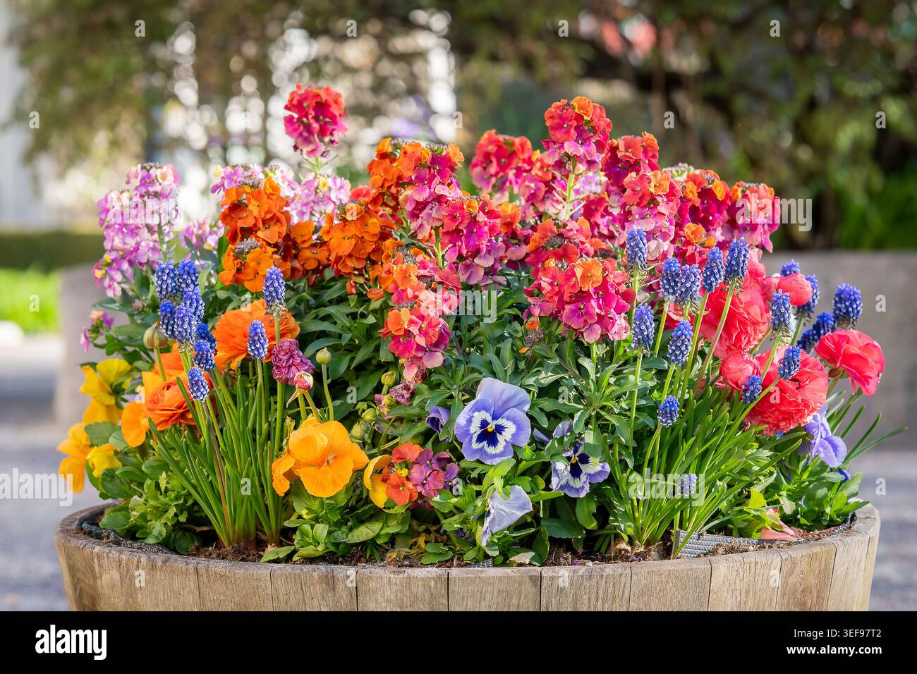 Titolo composizione floreale primaverile in una fioriera in legno presso il Giardino dei sensi di Stoccolma (Sinnenas Trädgård), con fiori da parati e pansie. Foto Stock