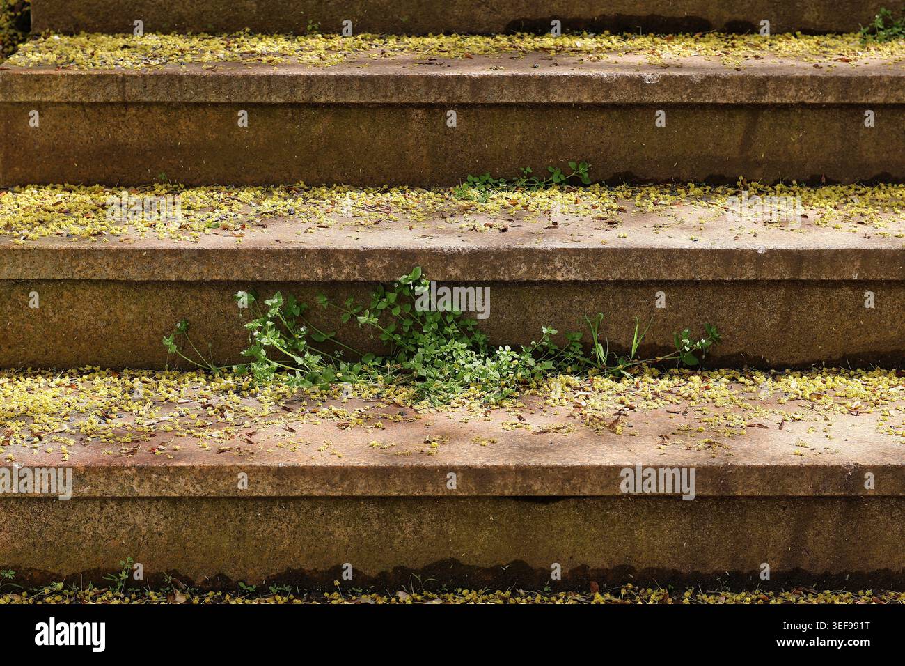 I fiori di tiglio giallo giacciono sui gradini marroni di una scala Foto Stock