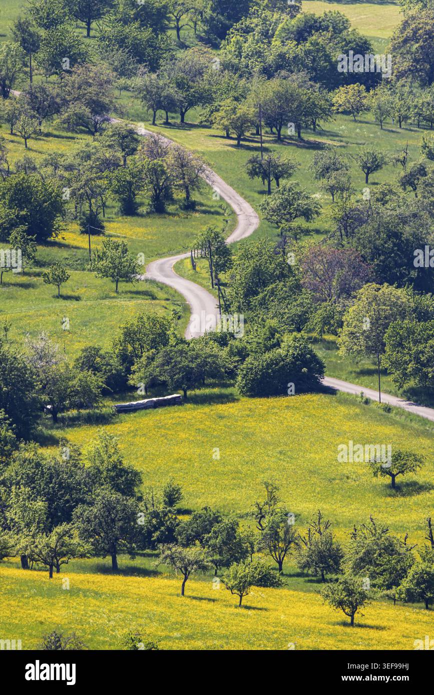 Primavera nel Giura svevo. Frutteti sull'Albtrauf vicino a Neuffen. Neuffen, Baden-Wuerttemberg, Germania Foto Stock