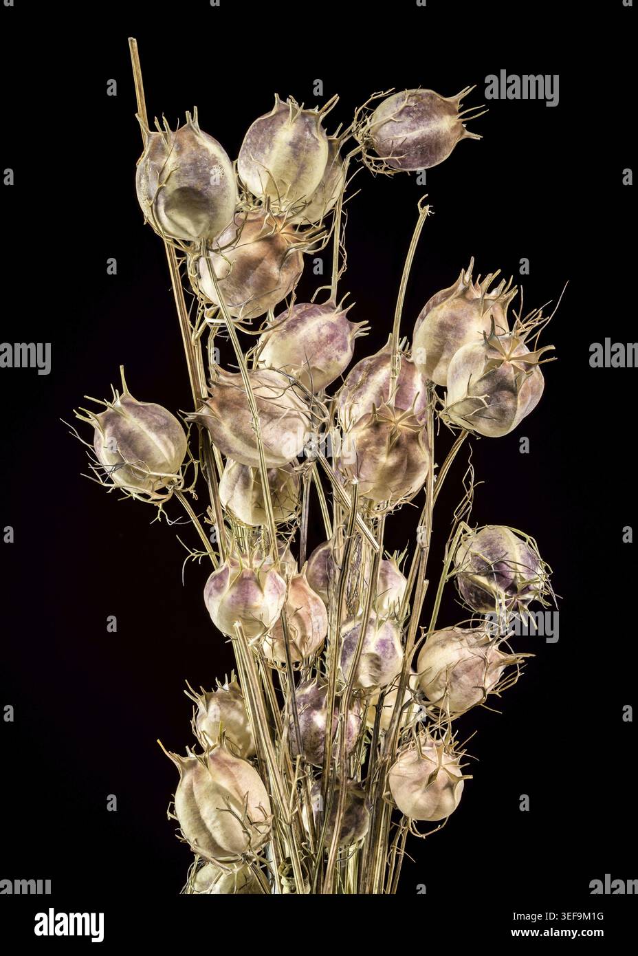 Una foto dettagliata di un gruppo di delicati cialde di semi secchi. I pod di colore chiaro sono isolati su uno sfondo nero profondo, evidenziando la loro posizione Foto Stock