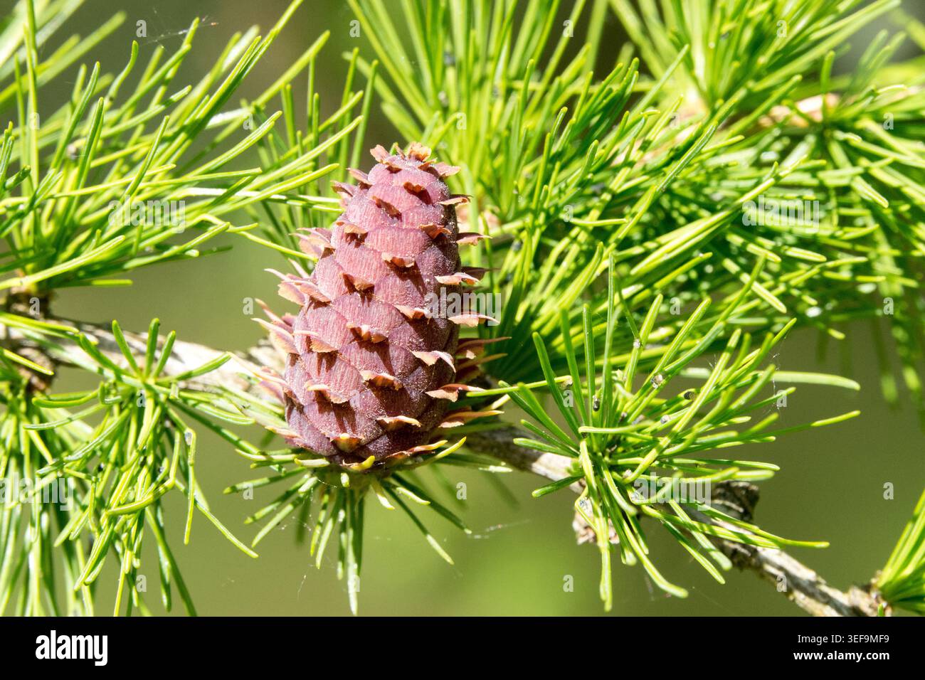 Cono europeo Larix decidua Foto Stock