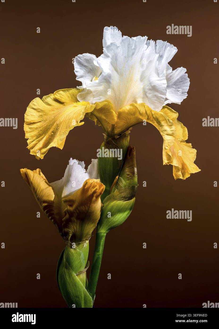 Uno scatto ravvicinato con due eleganti fiori di Iris con barba bianca e gialla, i loro intricati petali esposti su un caldo sfondo marrone Foto Stock