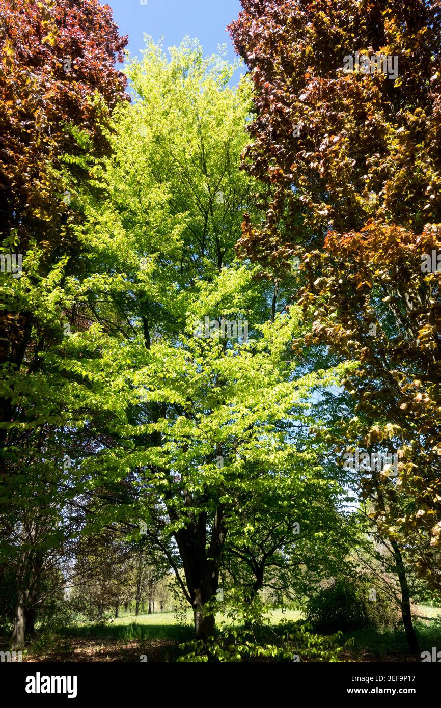 Fagus sylvatica "Latifolia" tra due alberi, Fagus "Obelisco rosso" Foto Stock