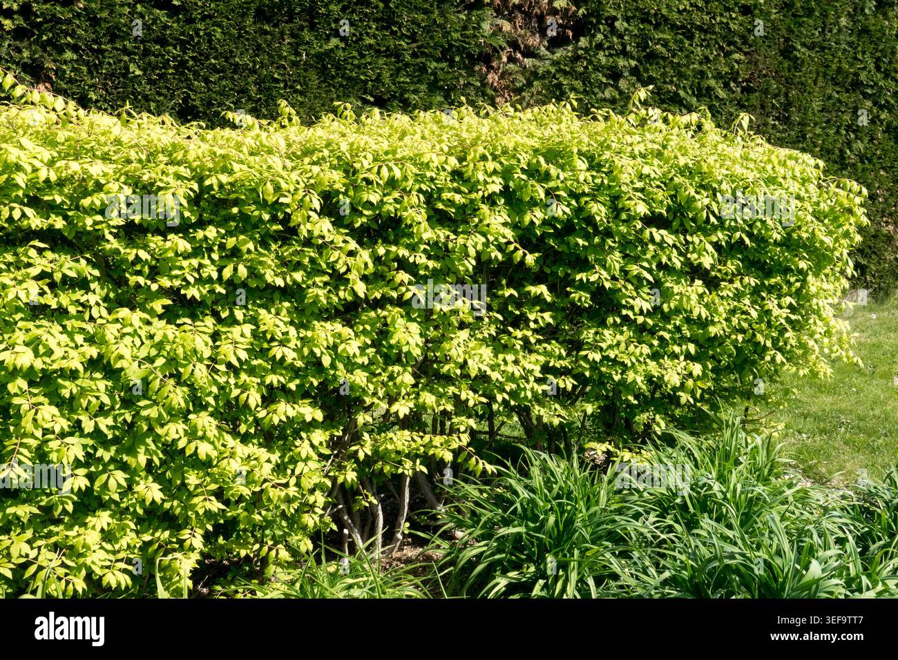 Fogliame verde-giallo di mandrino alato Euonymus alatus siepe rifilata in un giardino primaverile Foto Stock