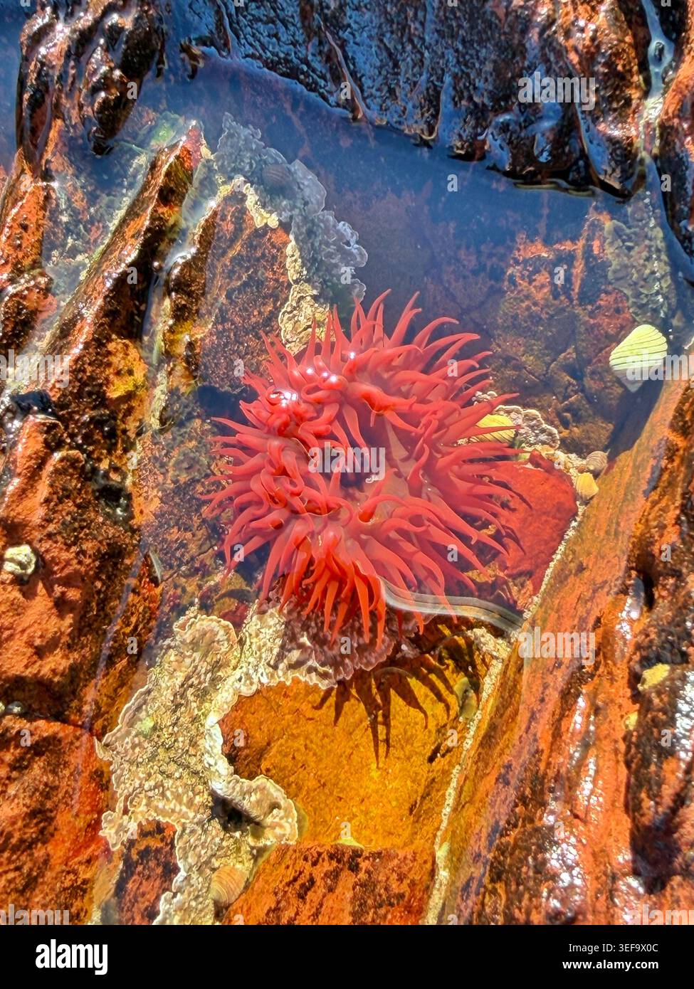 Anemone del Mar Rosso in una piscina rocciosa, Galles occidentale, Regno Unito - Immagine stock catturata con smartphone