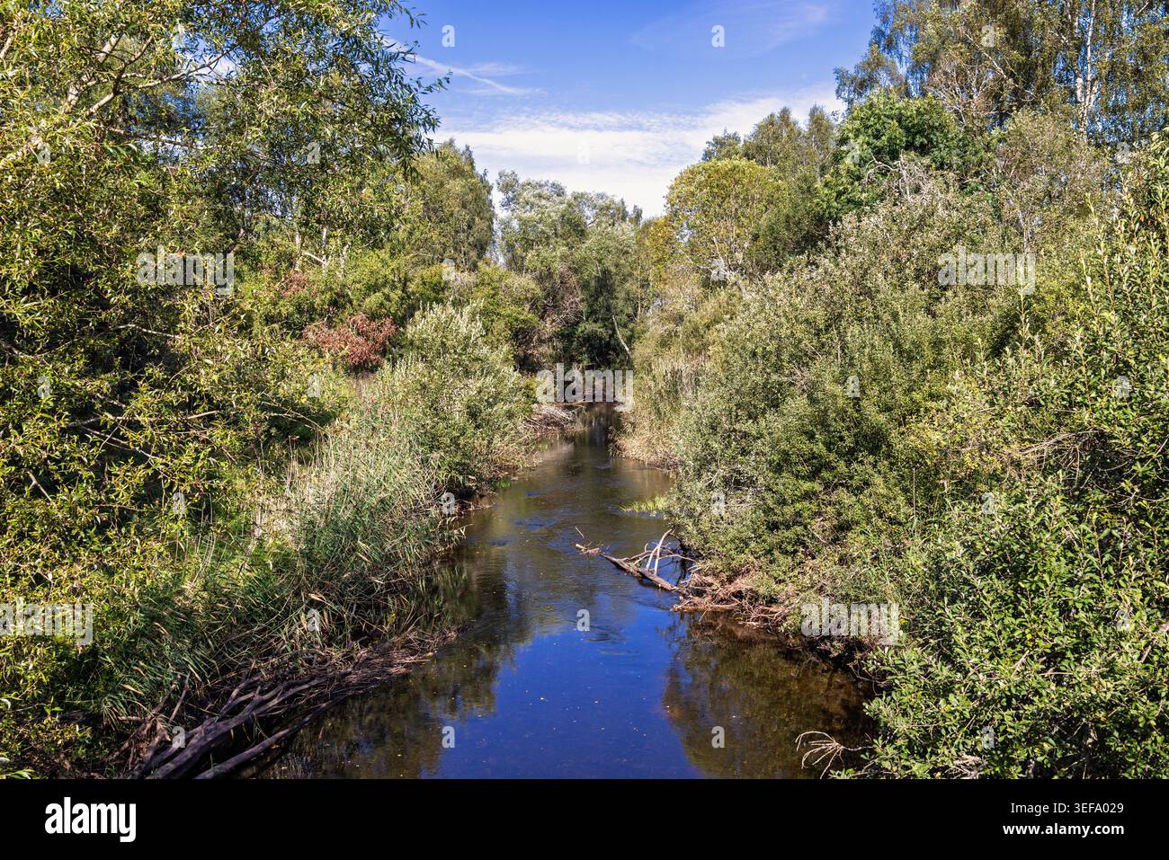 Fiume che scorre attraverso una fitta e lussureggiante foresta in una soleggiata giornata estiva Foto Stock