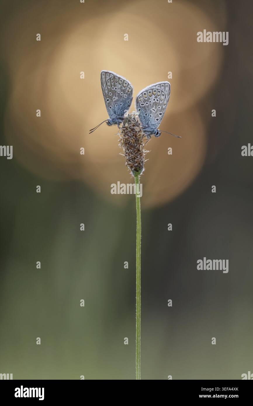 Polyommatus icarus, Hauhechel-Blaeuling (Maennchen), Gemeiner Blaeuling - Polyommatus icarus (farfalla maschile) noto come Common Blue Butterfly, Common b Foto Stock