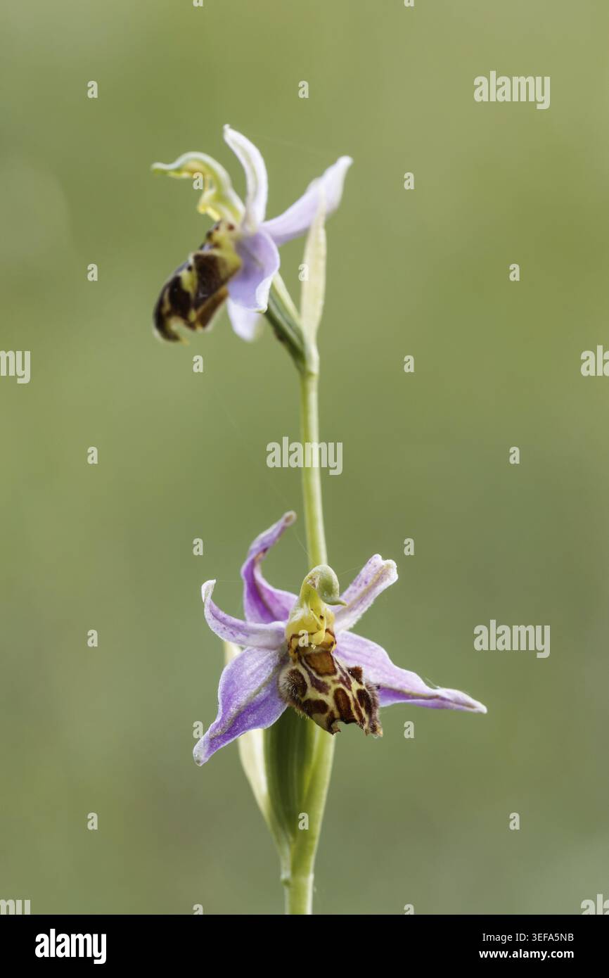 Ophrys apifera, ssp. Friburgensis, Bienen-Ragwurz, Bienen-Ragwurz, Bienenenragwurz, Bienen-Orchis, Bienenstaendel, Bienenstendel - Ophrys apifera, ssp. Foto Stock