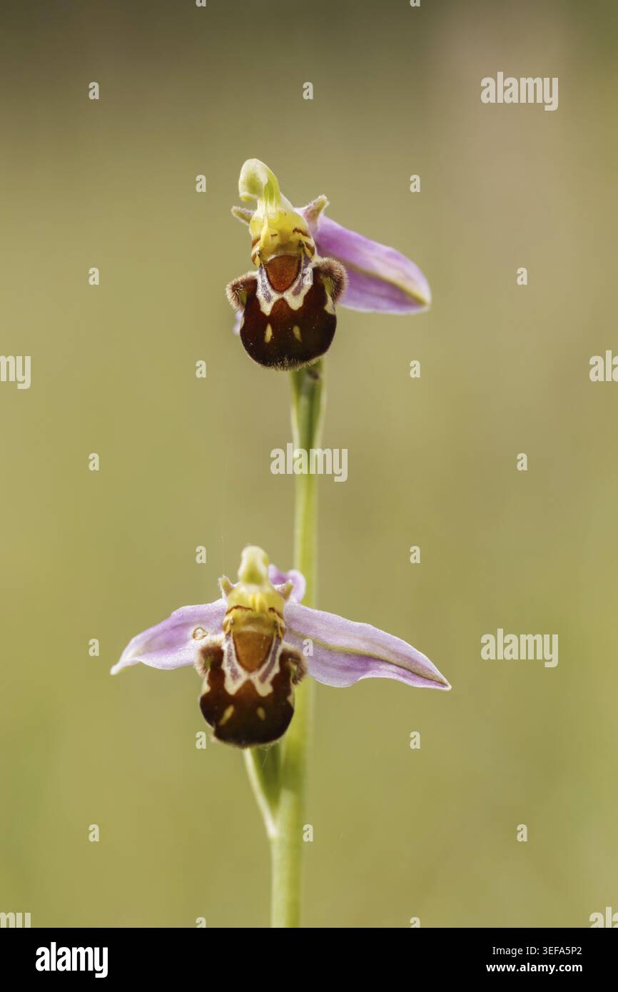 Ophrys apifera, Bienen-Ragwurz, Bienenenragwurz, Bienen-Orchis, Bienenstaendel, Bienenenstendel - Ophrys apifera, nota come orchidea di api Foto Stock