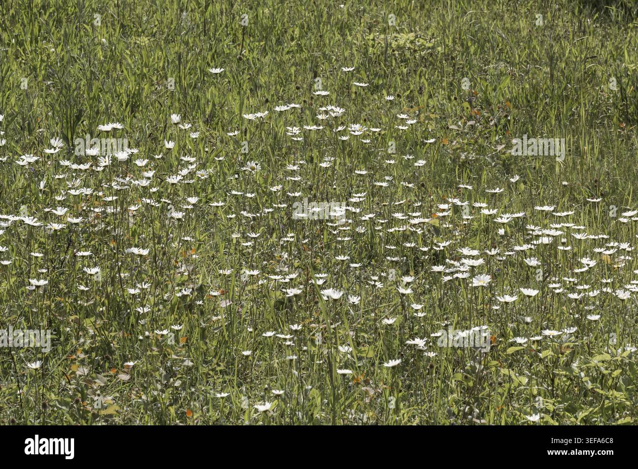 Leucanthemum vulgare, Magerwiesen-Margerite, Wiesen-Margerite, Wiesen-Wucherblume, Margerite (Margeritenwiese im Juni - Leucanthemum vulgare, noto come Foto Stock
