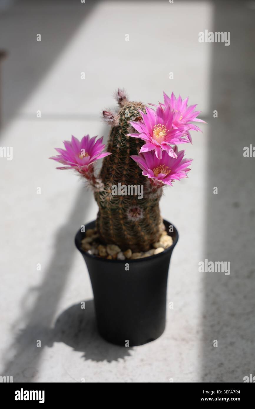 Un cactus fiorito in un vivaio di plastica nera mostra brillanti fiori rosa contro una parete bianca, fotografati con un'insolita angolazione diagonale con un'audace ombra che taglia la scena. Natura morta botanica vibrante e grafica. Foto Stock