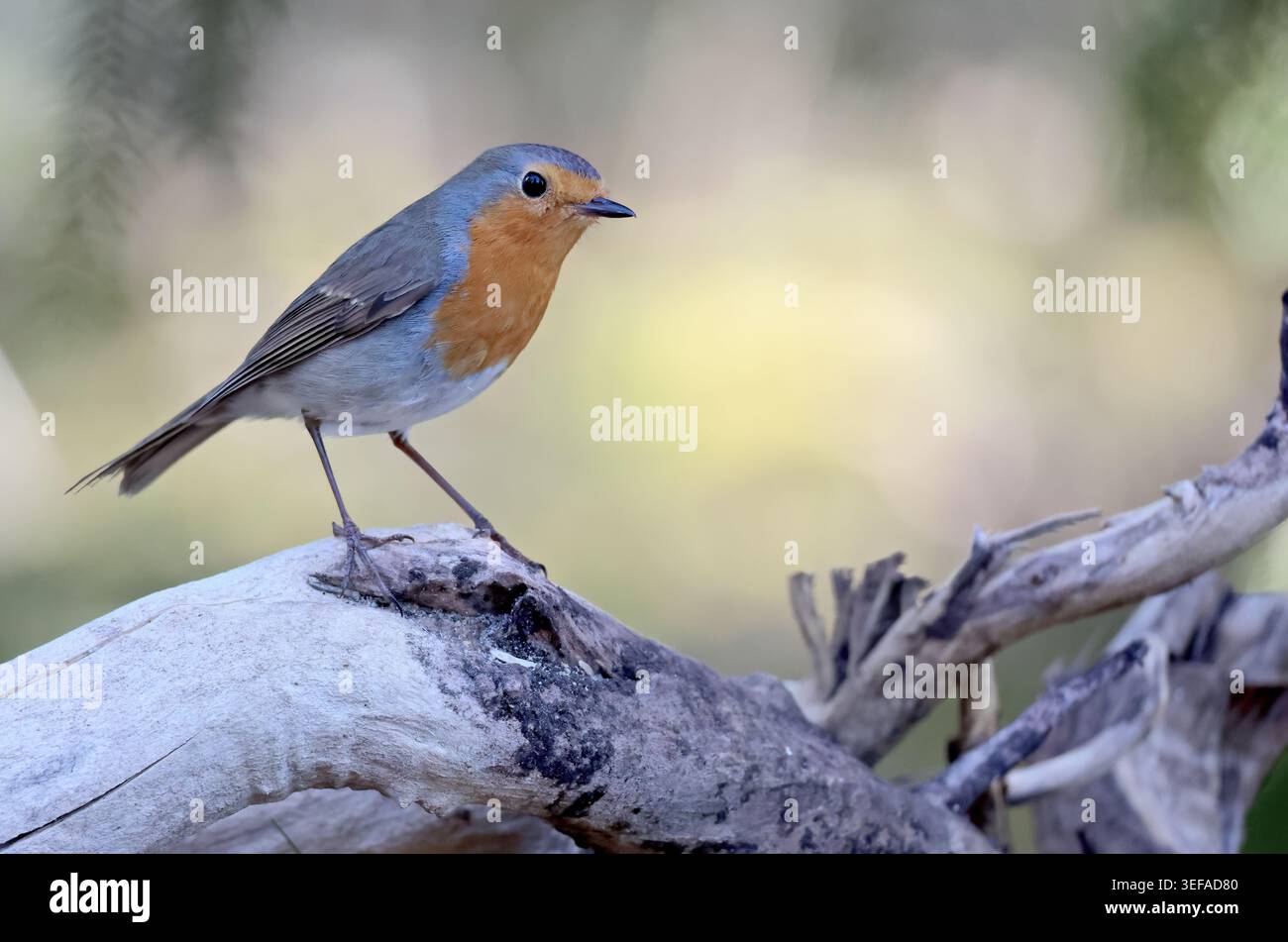 Robin con le gambe molto sottili Foto Stock