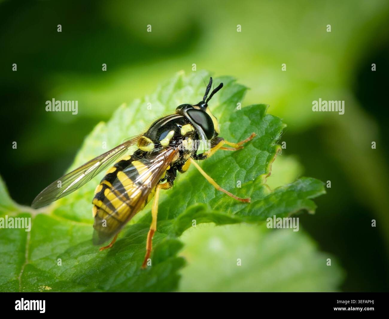 WASP imita il Chrysotoxum hoverfly che poggia su una fresca foglia verde che colpisce la vespa gialla e nera che imita il Chrysotoxum Syrphidae hoverfly che riposa su un g fresco Foto Stock