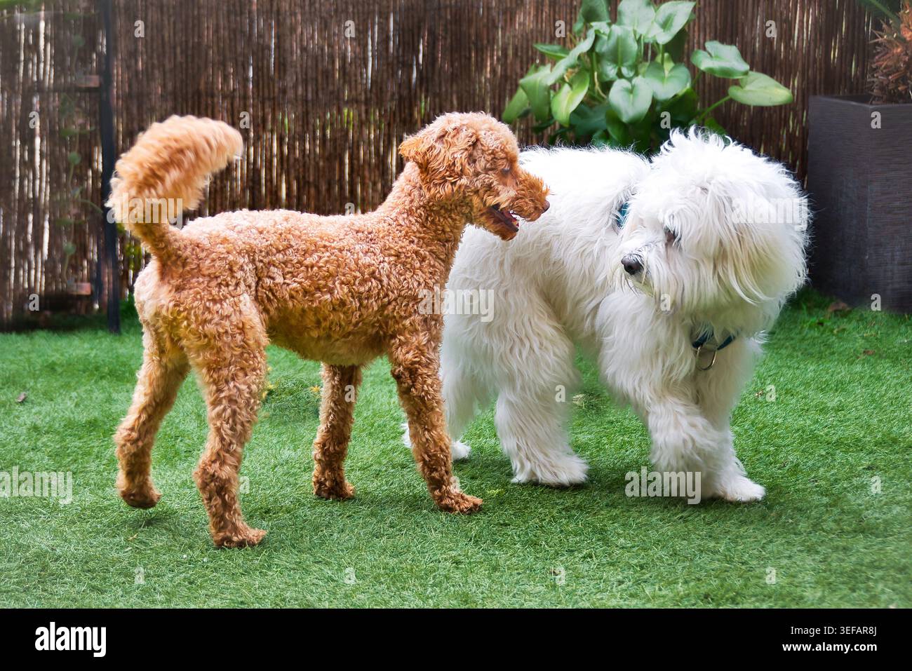 Barboncino di albicocca che interagisce con un cane maltese bianco su un prato all'aperto. Foto Stock