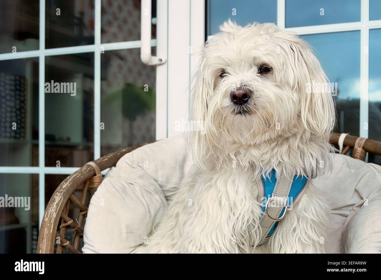 Cane maltese bianco con imbracatura blu seduto su una sedia di vimini imbottita all'aperto. Foto Stock