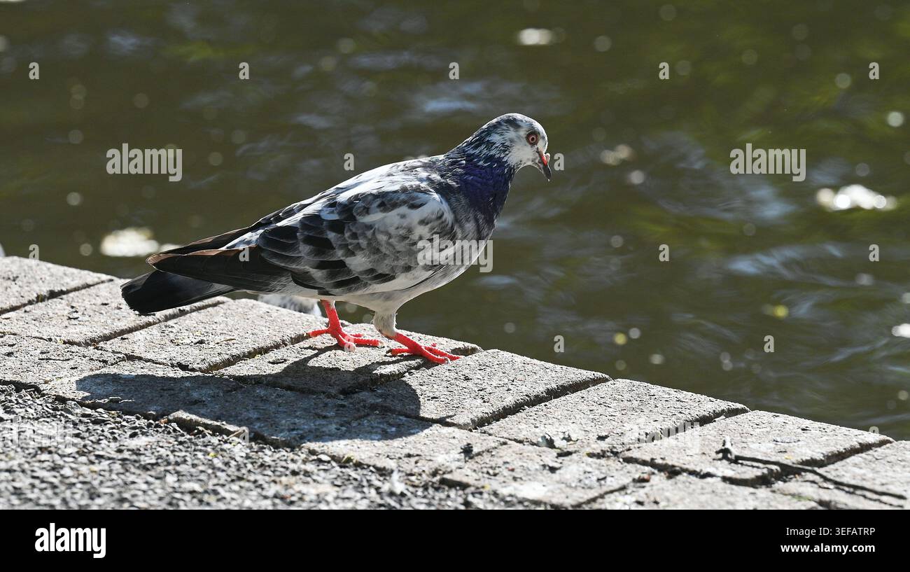 Un piccione selvatico ( Columba livia domestica ) al Queens Park Pond di Brighton , Sussex , Regno Unito 2026 Foto Stock