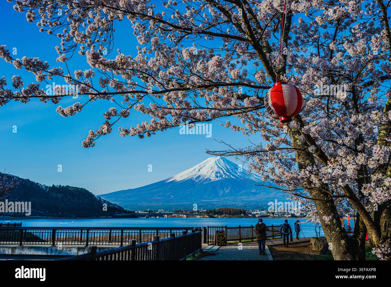 Vista iconica del Monte Fuji, delle acque blu del Lago Kawaguchiko e dei ciliegi in fiore in primo piano, Yamanashi, Giappone. Foto Stock