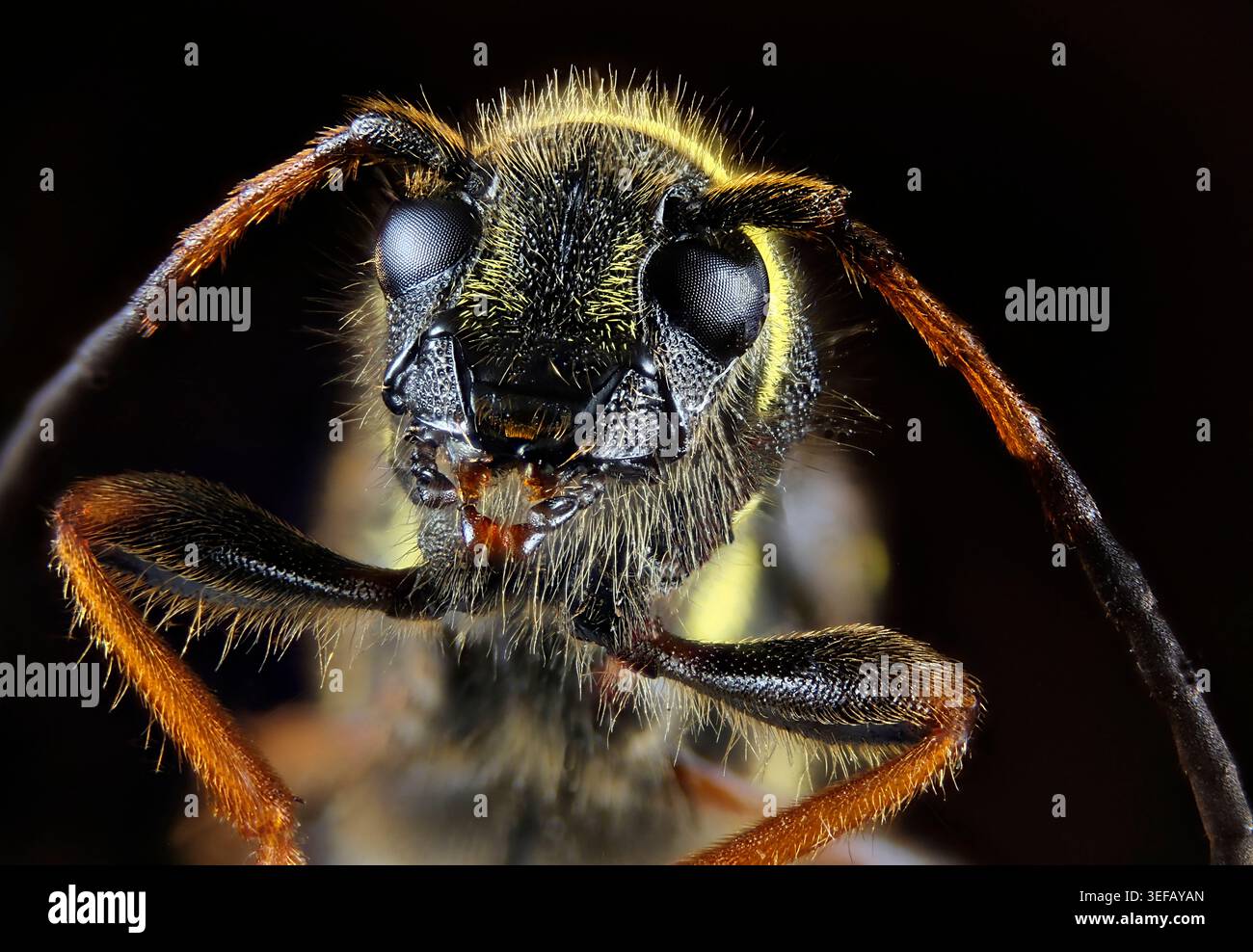 Macro estremo della testa di una vespa che rivela antenne, arti anteriori e occhi composti intricati con dettagli sorprendenti. Foto Stock