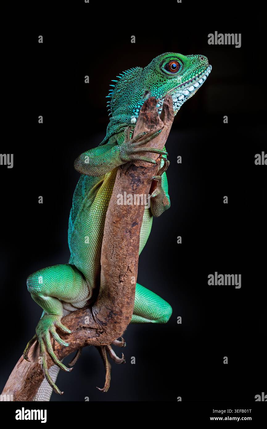 Drago della foresta di smeraldo arroccato su un ramo, che risplende contro l'oscurità con scaglie impressionanti e bellezza preistorica. Foto Stock