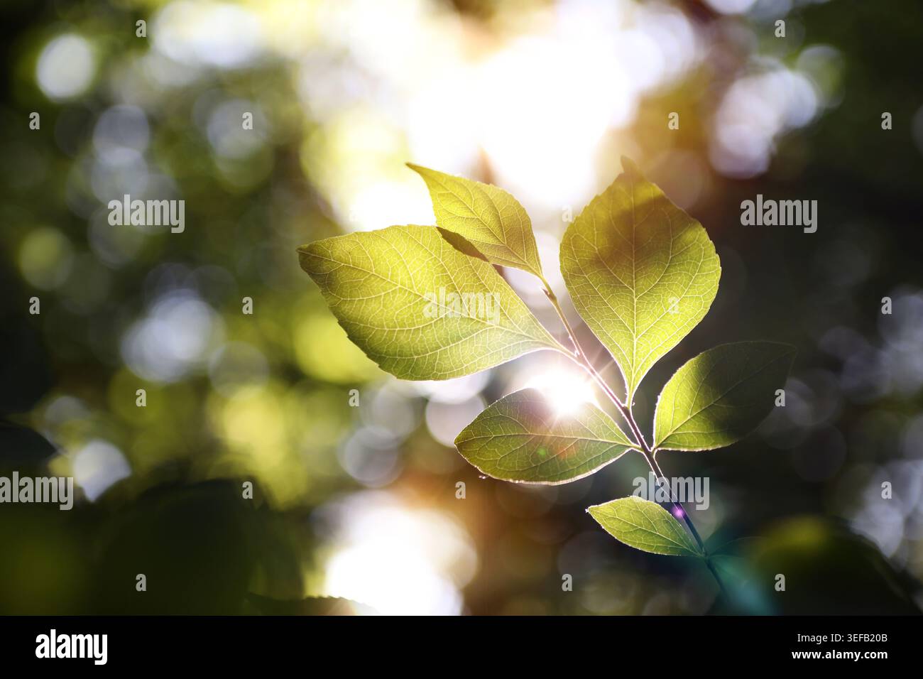 La luce del sole bokeh si filtra delicatamente tra gli alberi nella foresta e la luce del sole splende attraverso le foglie, uno splendido sfondo naturale. Foto Stock