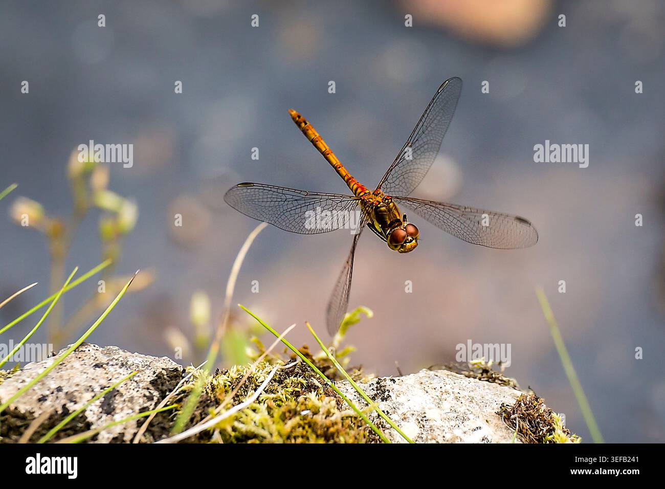 Dragonfly in volo, rivelando delicate ali traslucide sullo sfondo di un habitat naturale leggermente sfocato. Foto Stock