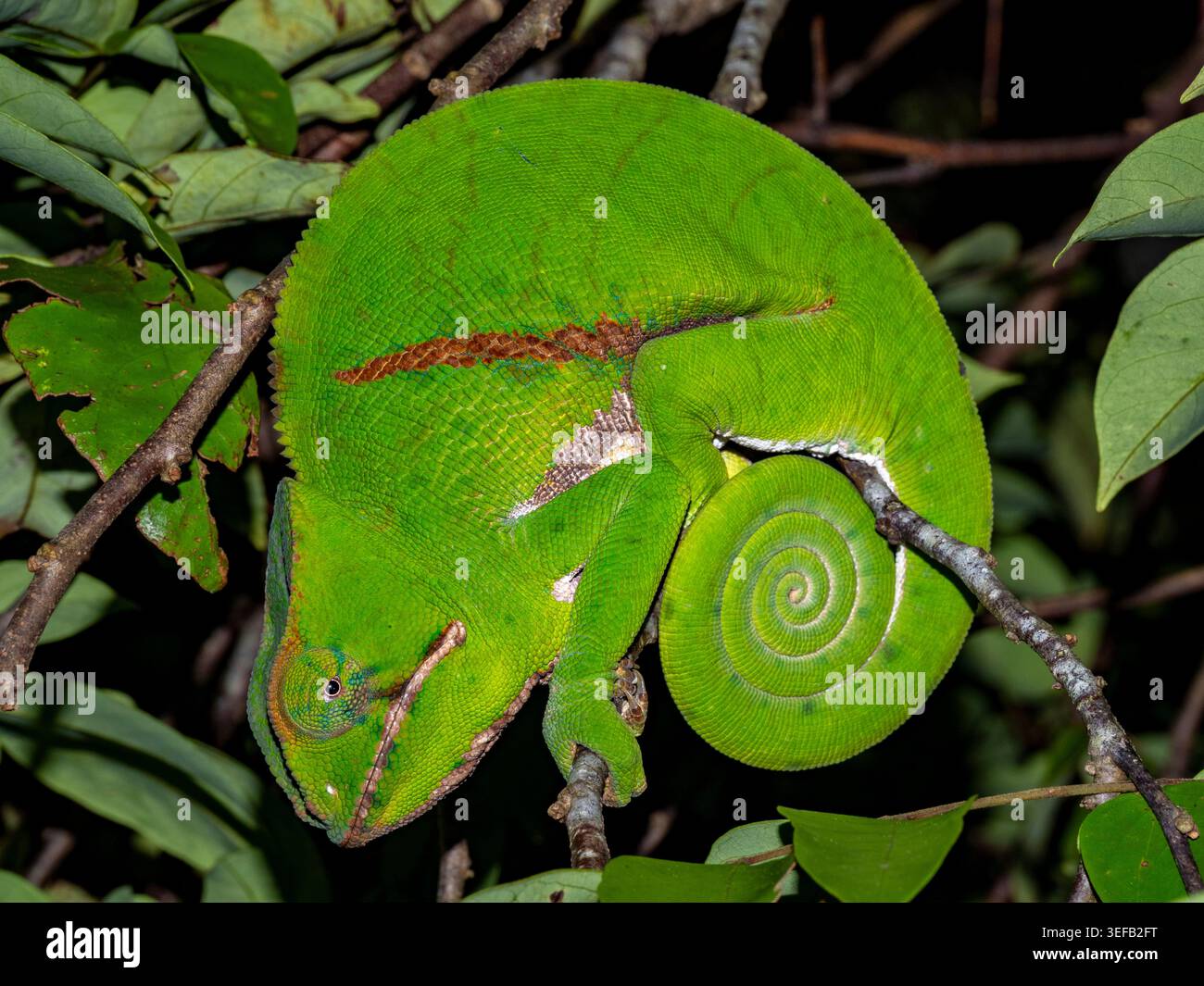 Camaleonte con cintura trovato durante la passeggiata notturna nei giardini del Madagascar Foto Stock