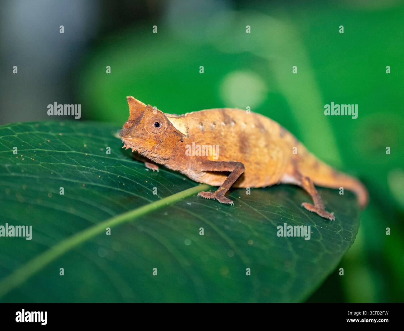 Camaleonte in foglia marrone che riposa su una foglia durante una passeggiata notturna nei giardini botanici del Madagascar Foto Stock