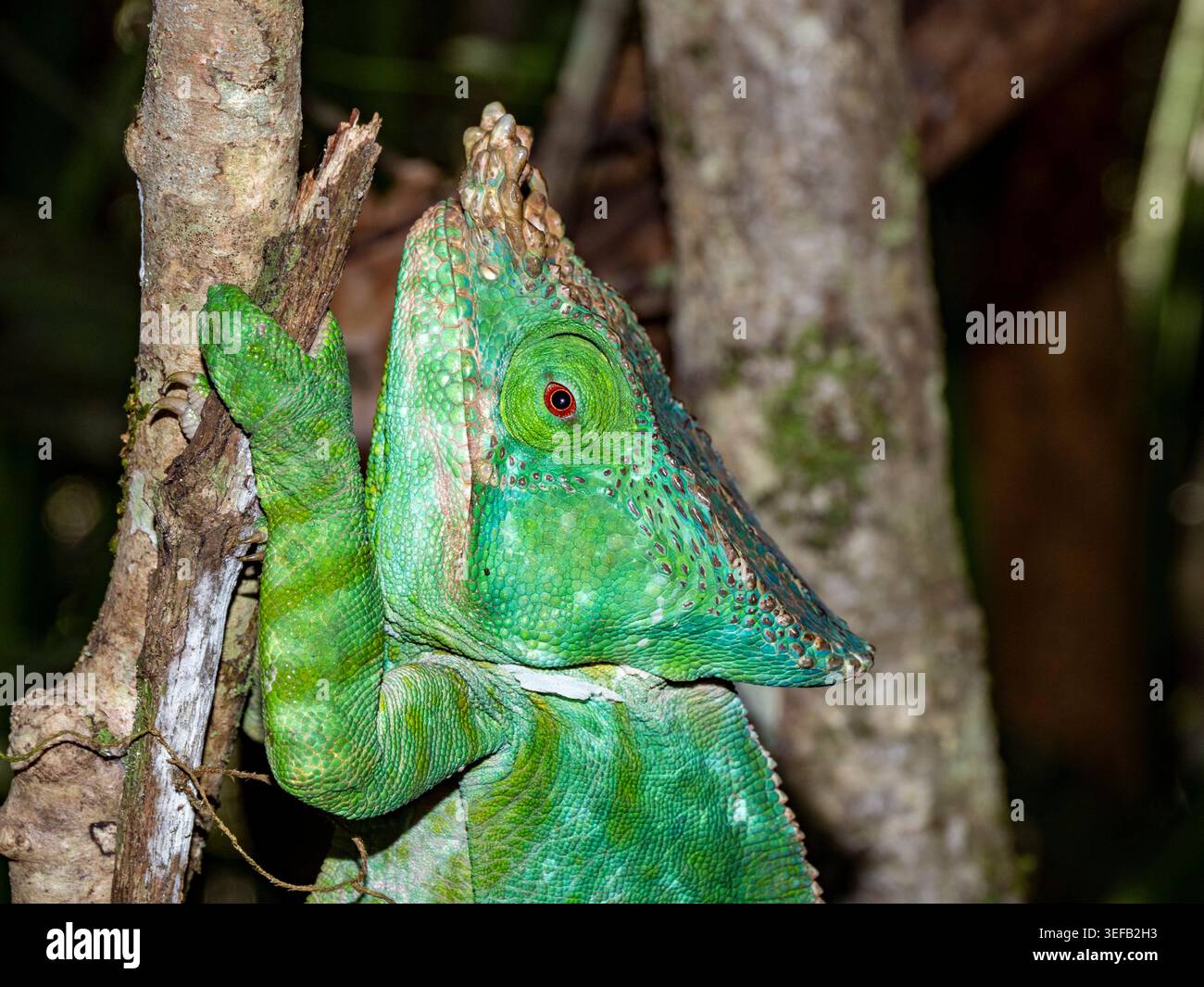 Il camaleonte di Parsons riposa su un ramo nella foresta pluviale del Madagascar Foto Stock